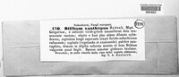 Stilbum xanthopus image